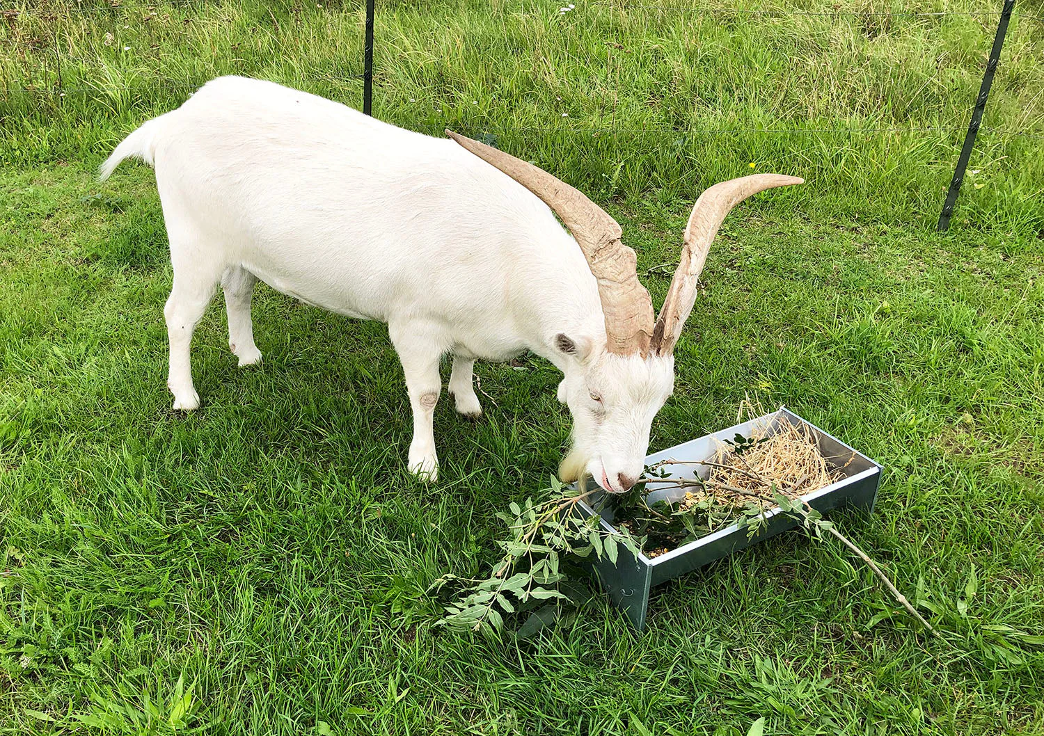 Free-Standing Galvanised Steel Animal Feeding Trough - Suitable for Goats, Sheep, Pigs - Image 11