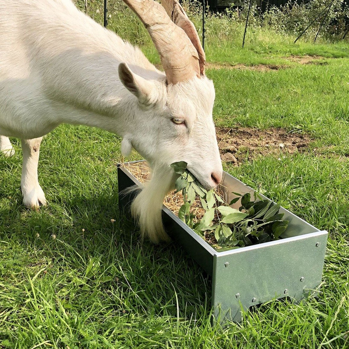 Free-Standing Galvanised Steel Animal Feeding Trough - Suitable for Goats, Sheep, Pigs - Image 3