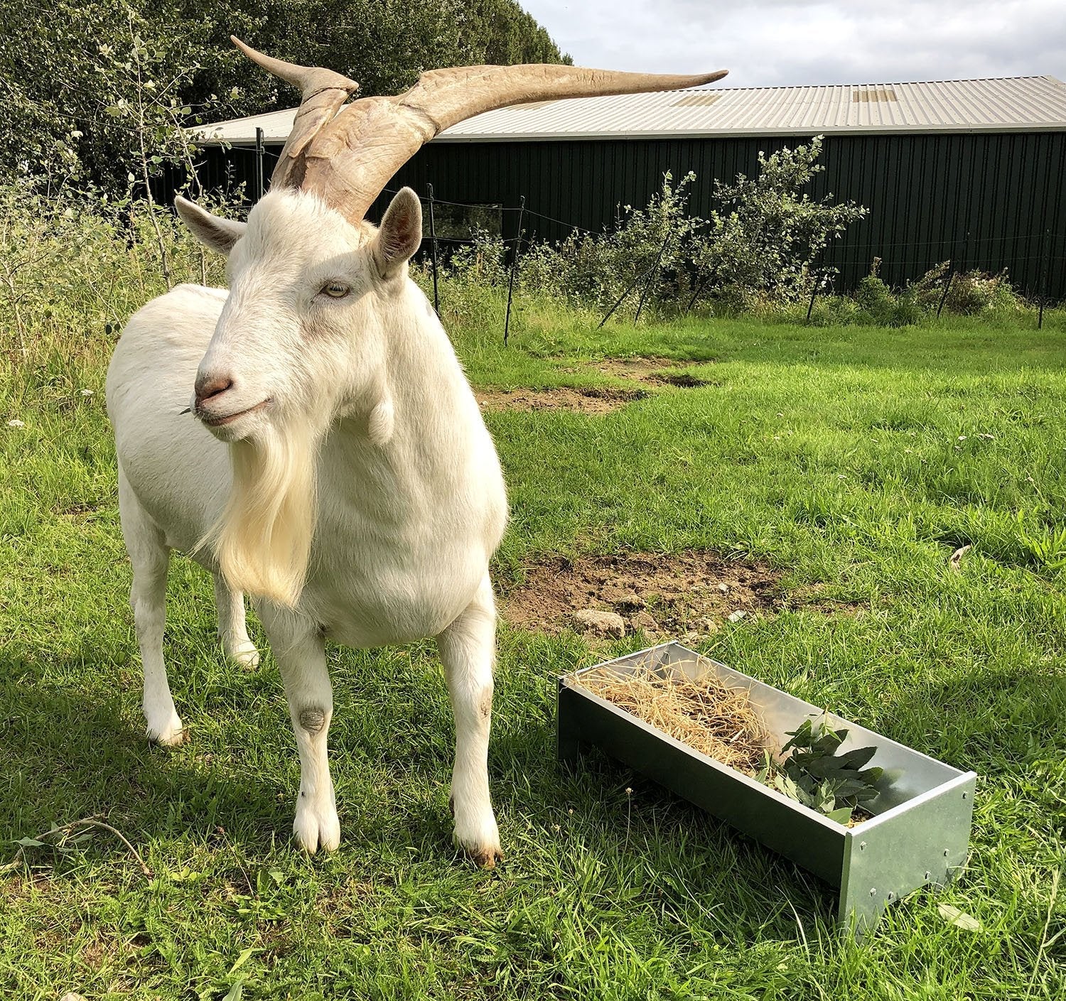 Free-Standing Galvanised Steel Animal Feeding Trough - Suitable for Goats, Sheep, Pigs - Image 4