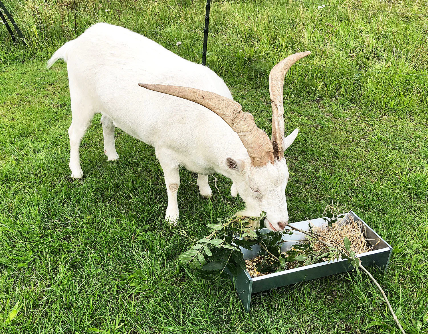 Free-Standing Galvanised Steel Animal Feeding Trough - Suitable for Goats, Sheep, Pigs - Image 5