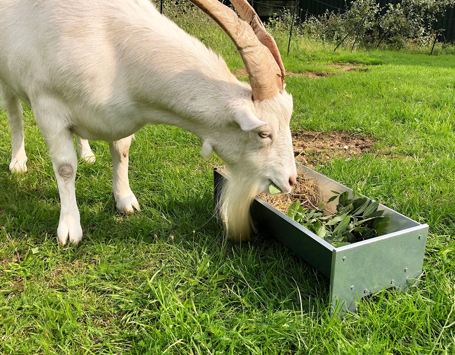 Free-Standing Galvanised Steel Animal Feeding Trough - Suitable for Goats, Sheep, Pigs - Image 9