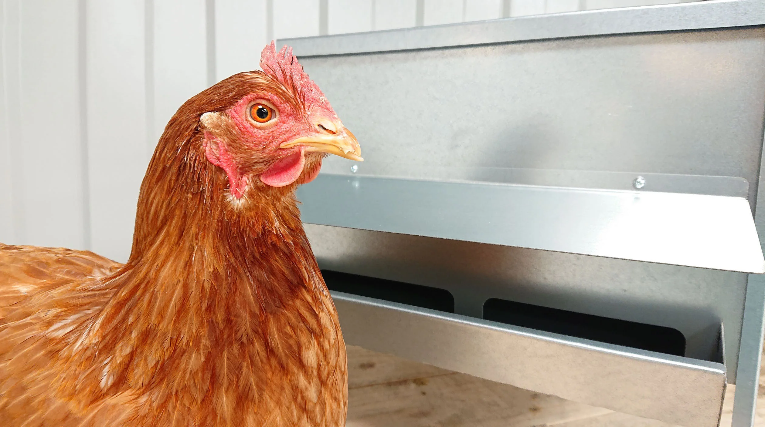 Jake's Farm Yard Large Galvanised Poultry & Chicken Feed Hopper with Roof - Image 9