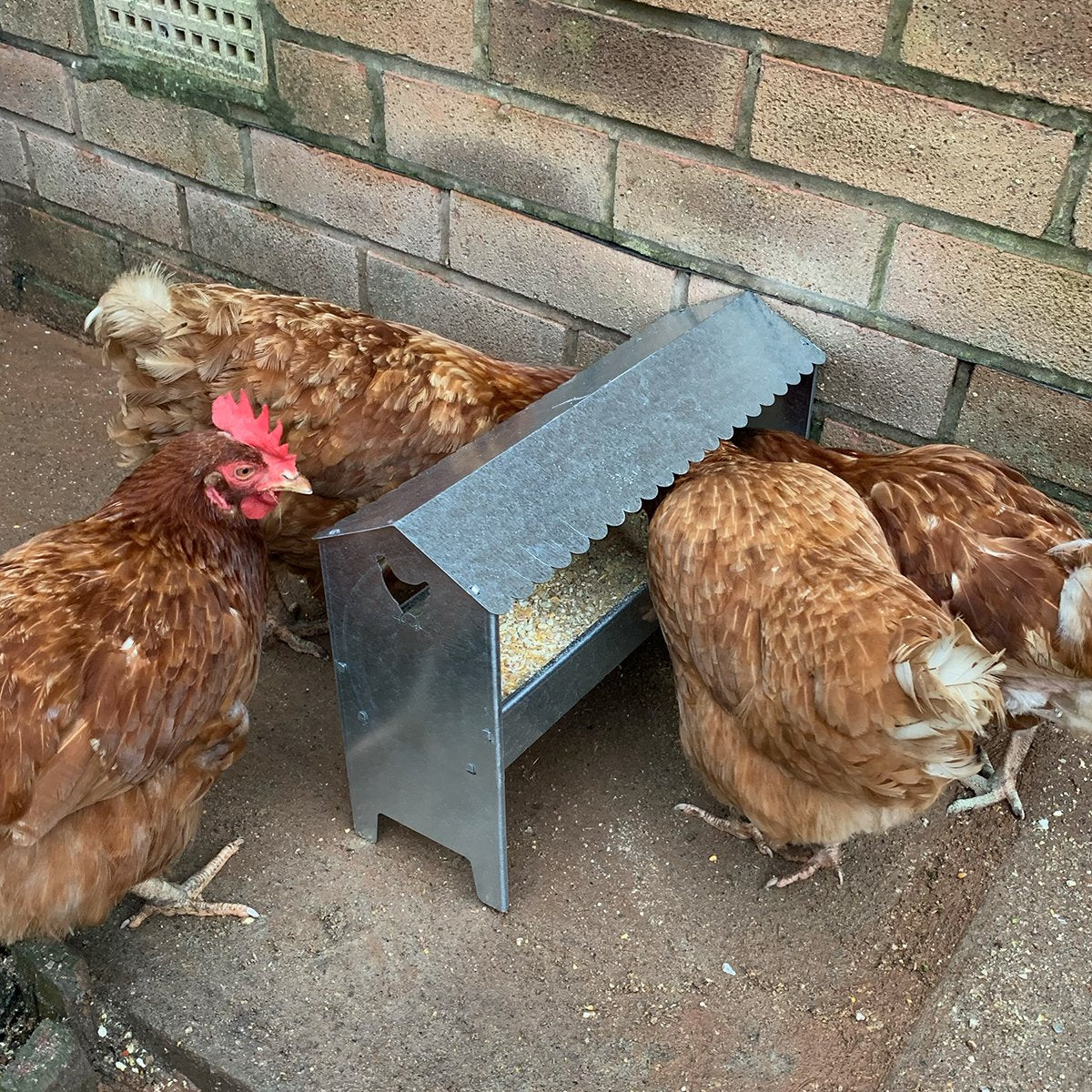 Medium Galvanised Steel Poultry & Chicken Feeder with Roof - Image 13