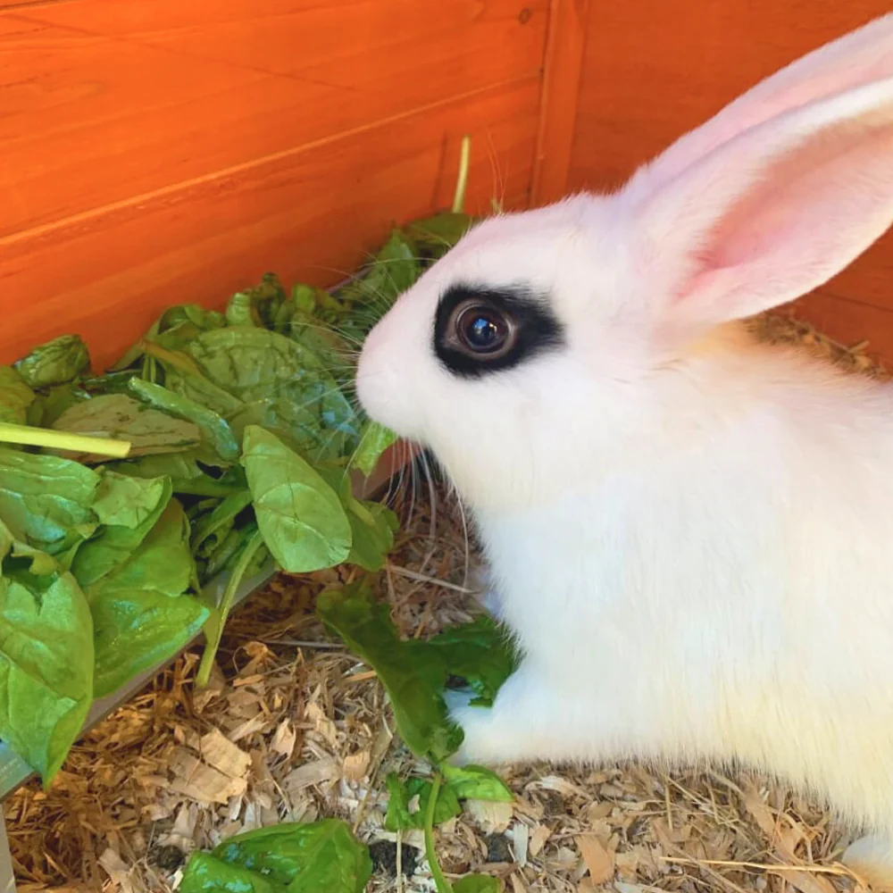 Jake's Farm Yard Mini Galvanised Feeding Trough for Rabbits, Guinea Pigs & Small Animals - Image 5