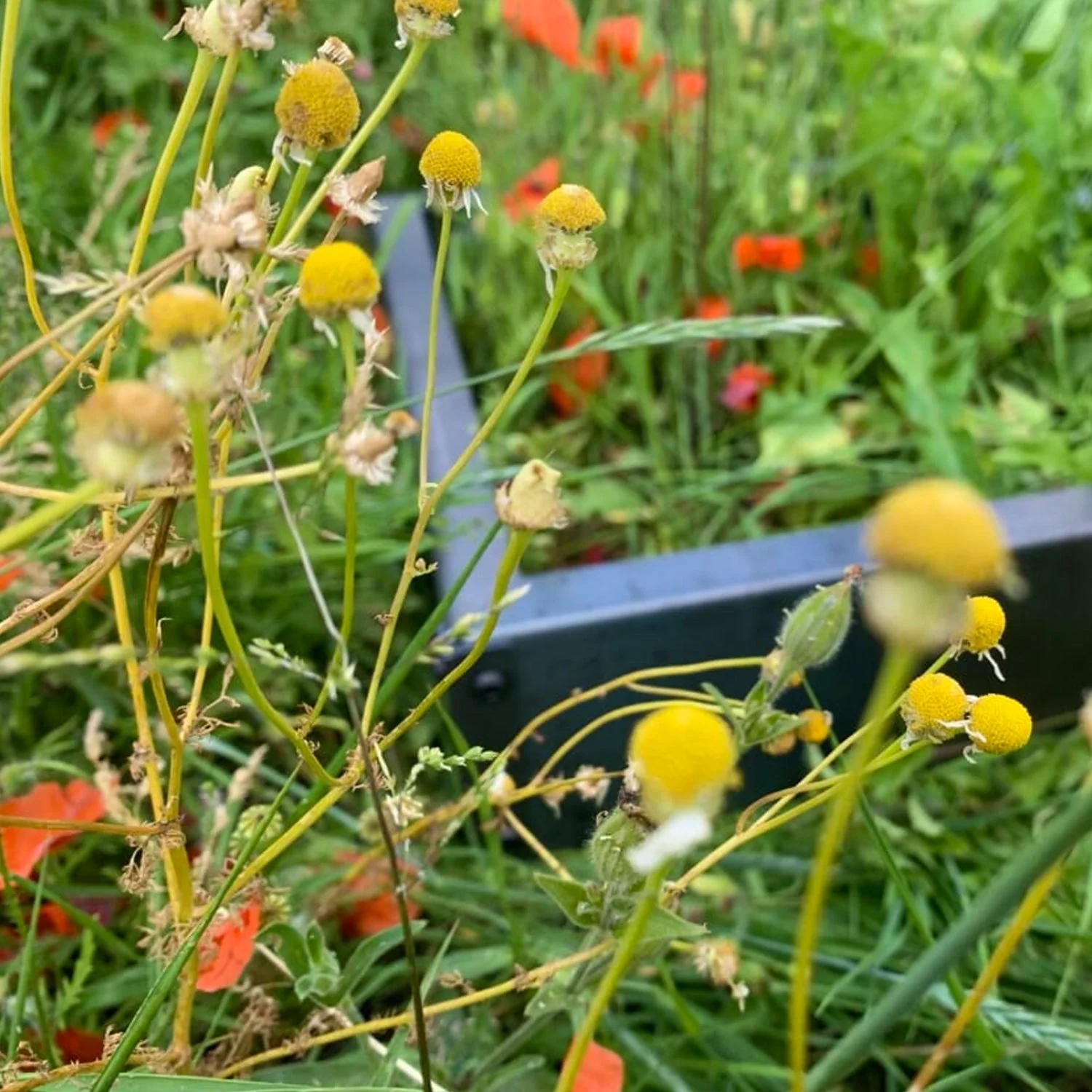 Rectangular Rustic Steel Flat Pack Garden Planter - Image 17