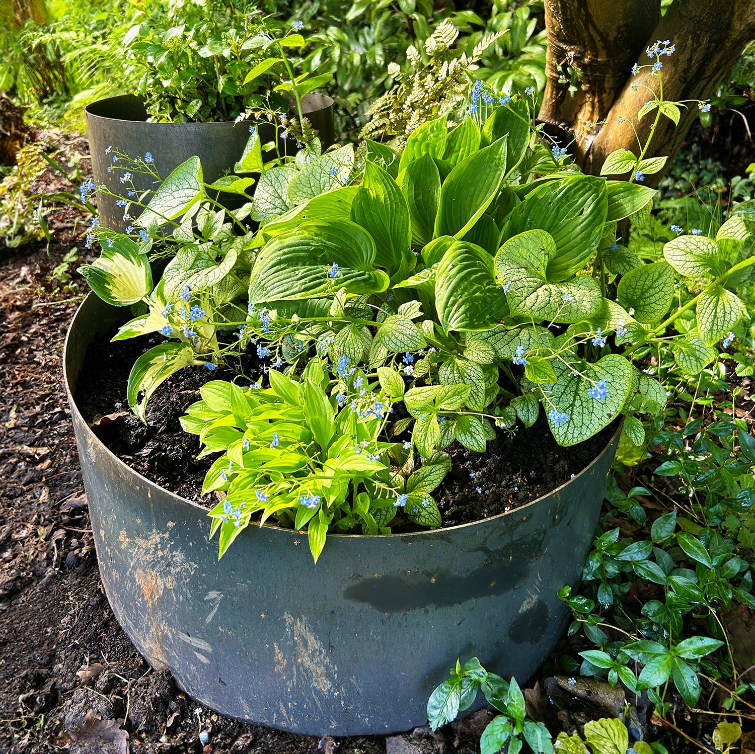 Bellamy Circular Rustic Steel Planter & Tree Ring - Image 29