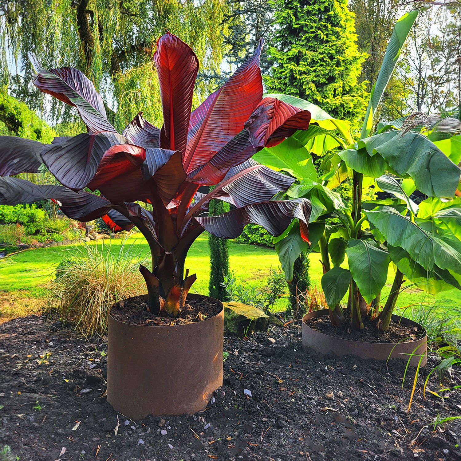 Bellamy Circular Rustic Steel Planter & Tree Ring - Image 3